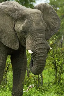 Kasane: Elephant (Loxodonta africana), beside Nata-Kasane