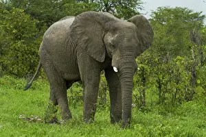 Kasane: Elephant (Loxodonta africana), beside Nata-Kasane
