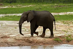 Kasane: Elephant (Loxodonta africana), beside Nata-Kasane