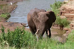 Tsavo: Elephant (Loxodonta africana), Tsavo East