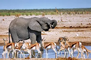Nosed: Elephant (Loxodonta africana) at the waterhole