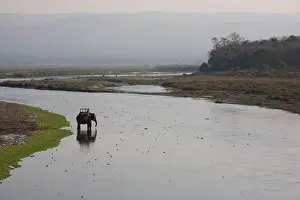 Calms: Elephant and mahout riverside Royal Chitwan NP Nepal