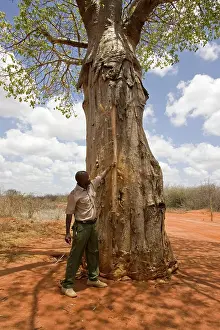 Destructive: Elephant - man showing tree damage caused by Elephants
