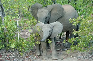 Herbivorous: Elephant - mother and baby - Kruger National Park