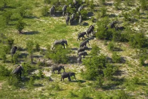 Endorheic: Elephant, Okavango Delta, Botswana, Africa
