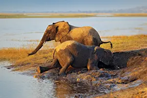 Joyful: Elephant playing in muddy water
