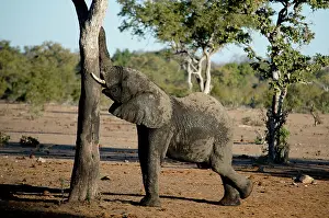 Scratching: Elephant - scratching on tree - Kruger National