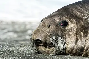 Andrews: Elephant Seal adult male with frozen whiskers