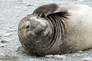 Confused: Elephant Seal adult male scratching its skin