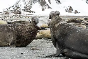 Steaming: Elephant Seal adult males fighting