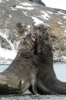 Andrews: Elephant Seal adult males fighting