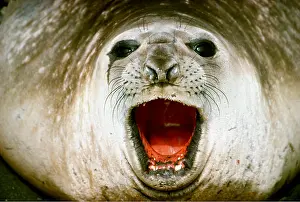 Axel Bunge: ELEPHANT SEAL - Close-up of face, with mouth open