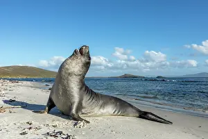 Falkland: Elephant Seal - Falklands