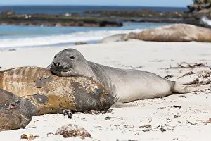 Leonina: Elephant Seal (Mirounga leonina) resting on ano