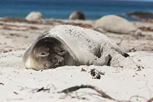 Leonina: Elephant Seal (Mirounga leonina) young covered
