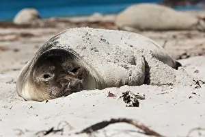 Leonina: Elephant Seal (Mirounga leonina) young resting