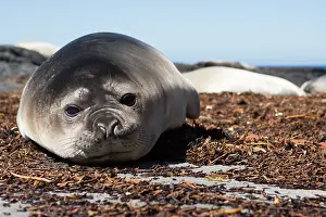 Leonina: Elephant Seal (Mirounga leonina) young resting