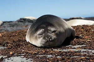 Leonina: Elephant Seal (Mirounga leonina) young resting