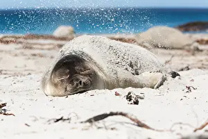 Leonina: Elephant Seal (Mirounga leonina) young resting