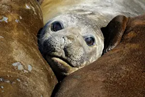 Macquarie: Elephant Seal portrait