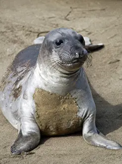 Piedras: Elephant seal pup at the Piedras Blancas