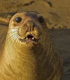 Rookery: Elephant seal rookery near San Simeon in