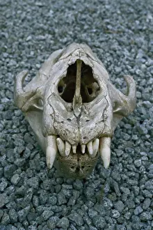 Nuevo: Elephant Seal skull