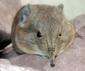Shrews: Elephant shrew