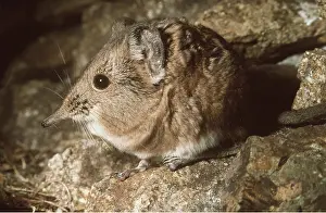 Shrews: ELEPHANT SHREW - SIDE ON
