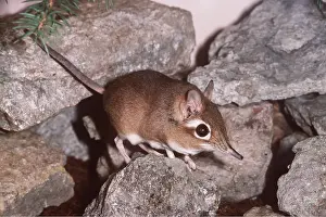 Insectivore: ELEPHANT SHREW