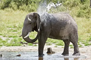 Musth: Elephant - Splashing itself with water - In Musth