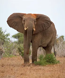 Tsavo: Elephant threatening ears flapping