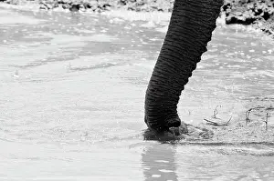 Tsavo: Elephant trunk (Loxodonta africana), Tsavo