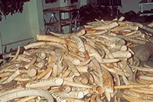 Trophy: Elephant tusks - ivory