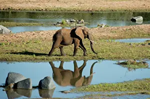 Herbivorous: Elephant - walking with reflection in water by river