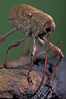 Curculionidae: Elephant Weevil - Head with its very long rostrum