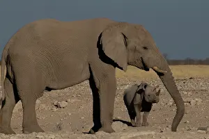 170122: Elephant and white rhino drinking together at water hole