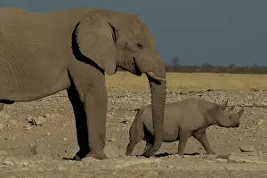 170122: Elephant and white rhino together at water hole in Etosha Na
