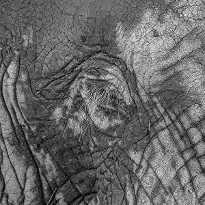 Wildlife Refuges: Elephantidae, detail, Kruger National Park