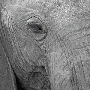 Section: Elephantidae, detail, Kruger National Park