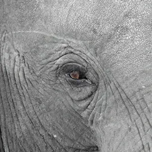 Section: Elephantidae, detail, Kruger National Park