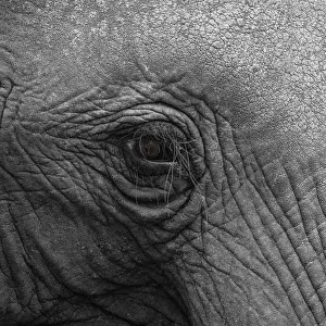 Section: Elephantidae, detail, Kruger National Park