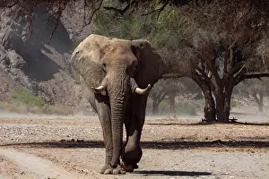 Hoanib: some elephants have adapted to live in desert areas, they dr