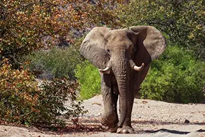 Hoanib: some elephants have adapted to live in desert areas, they dr