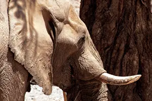 Hoanib: some elephants have adapted to live in desert areas, they dr