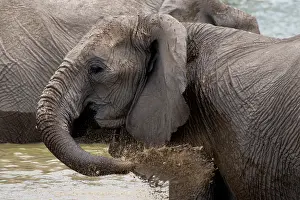 310122: Elephants, after bathing, like to spray mud, sand or dust on