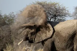 170122: Elephants, after bathing, like to spray sand or dust on thei