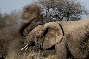 170122: Elephants, after bathing, like to spray sand or dust on thei