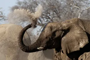 170122: Elephants, after bathing, like to spray sand or dust on thei