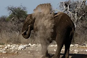 170122: Elephants, after bathing, like to spray sand or dust on thei